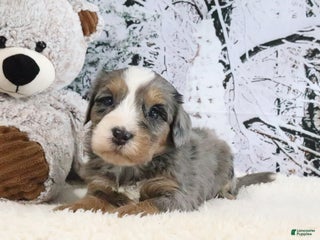 Bernedoodle dogs Sunshine - Ad 41