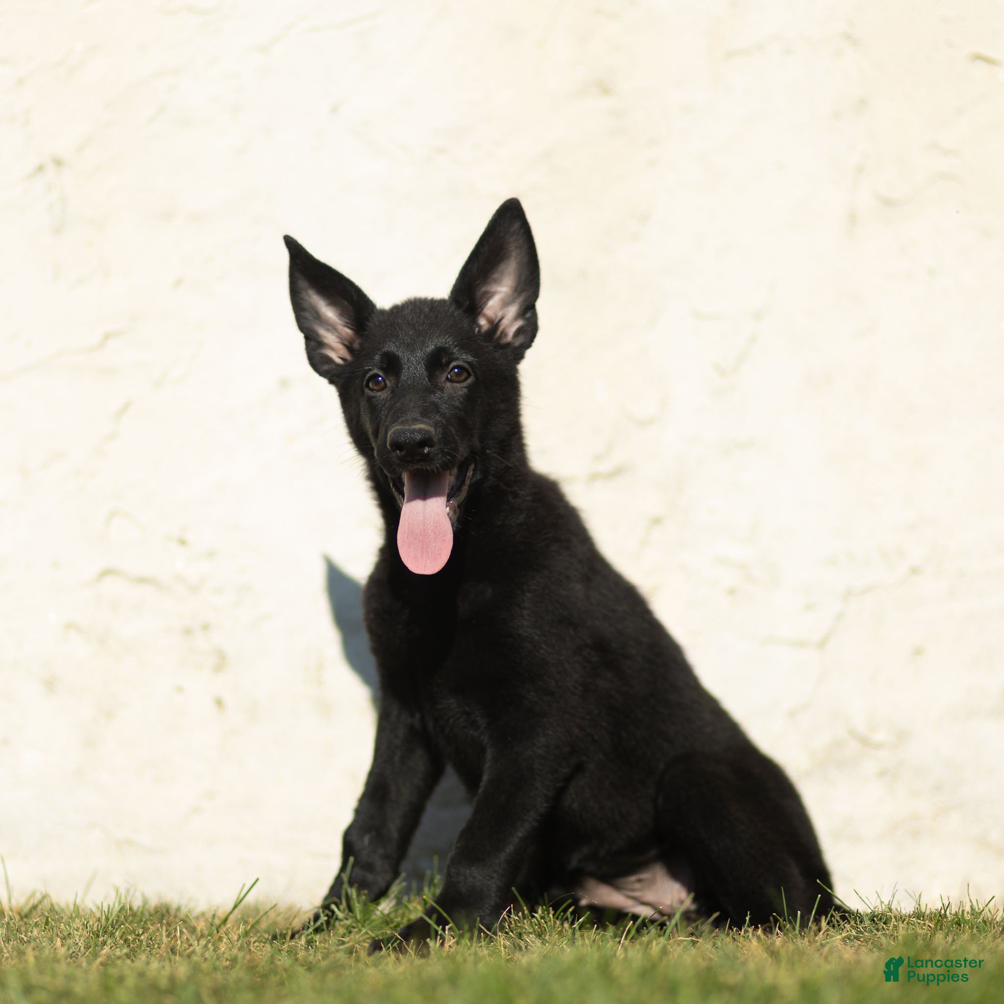 German Shepherd dogs Faye German Shepherd  - Ad 2