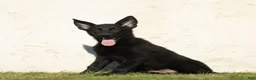 German Shepherd dogs for sale: Faye German Shepherd  - Ad 2