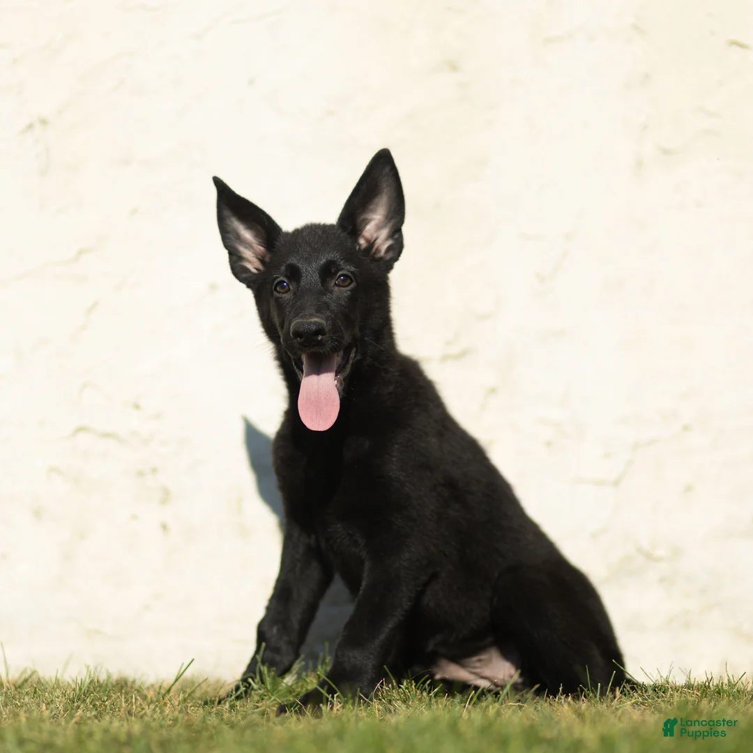 German Shepherd dogs for sale: Faye German Shepherd  - Ad 2