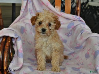 Miniature Poodle dogs for sale: Piper - Ad 1