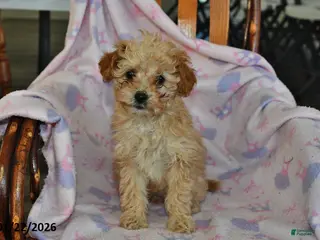 Miniature Poodle dogs Piper - Ad 29