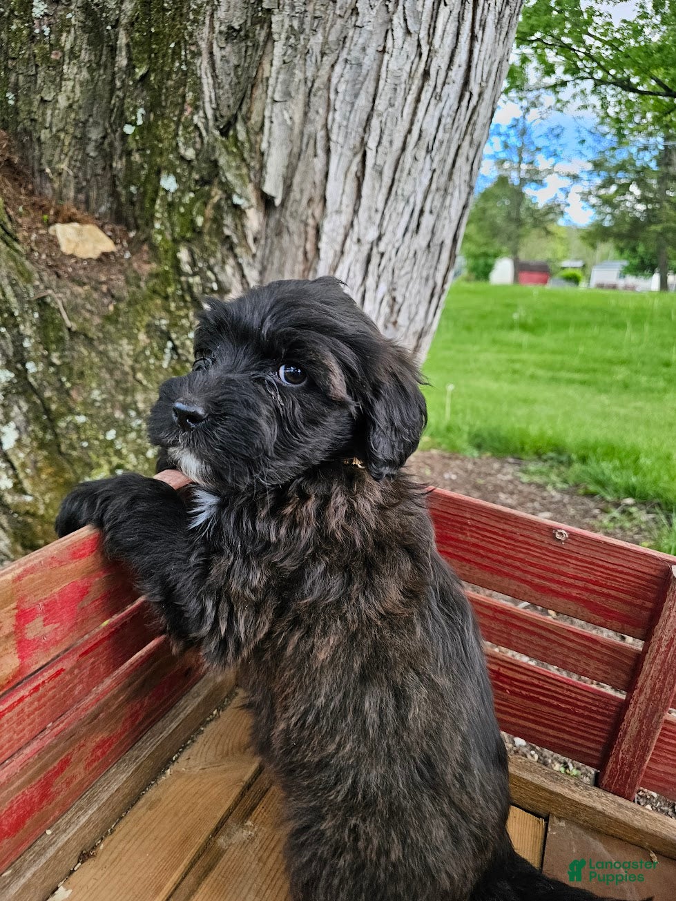Portuguese Water Dog dogs Coco B. 🤎 - Ad 2