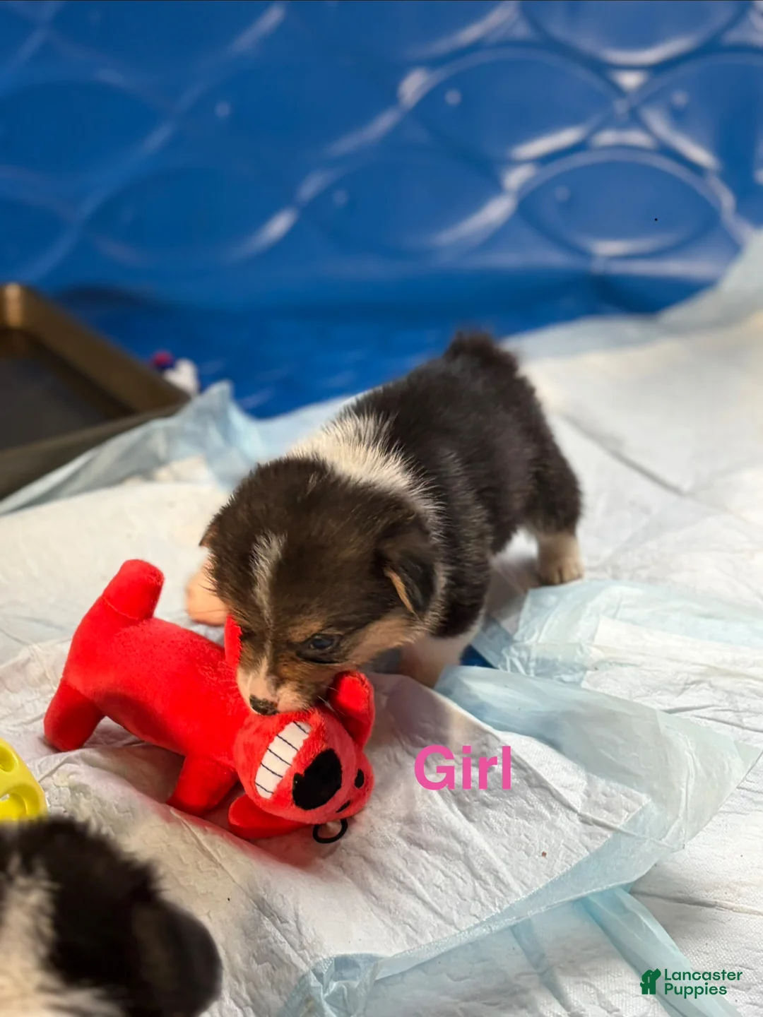 Welsh Corgi Pembroke dogs for sale: Zara - Ad 2