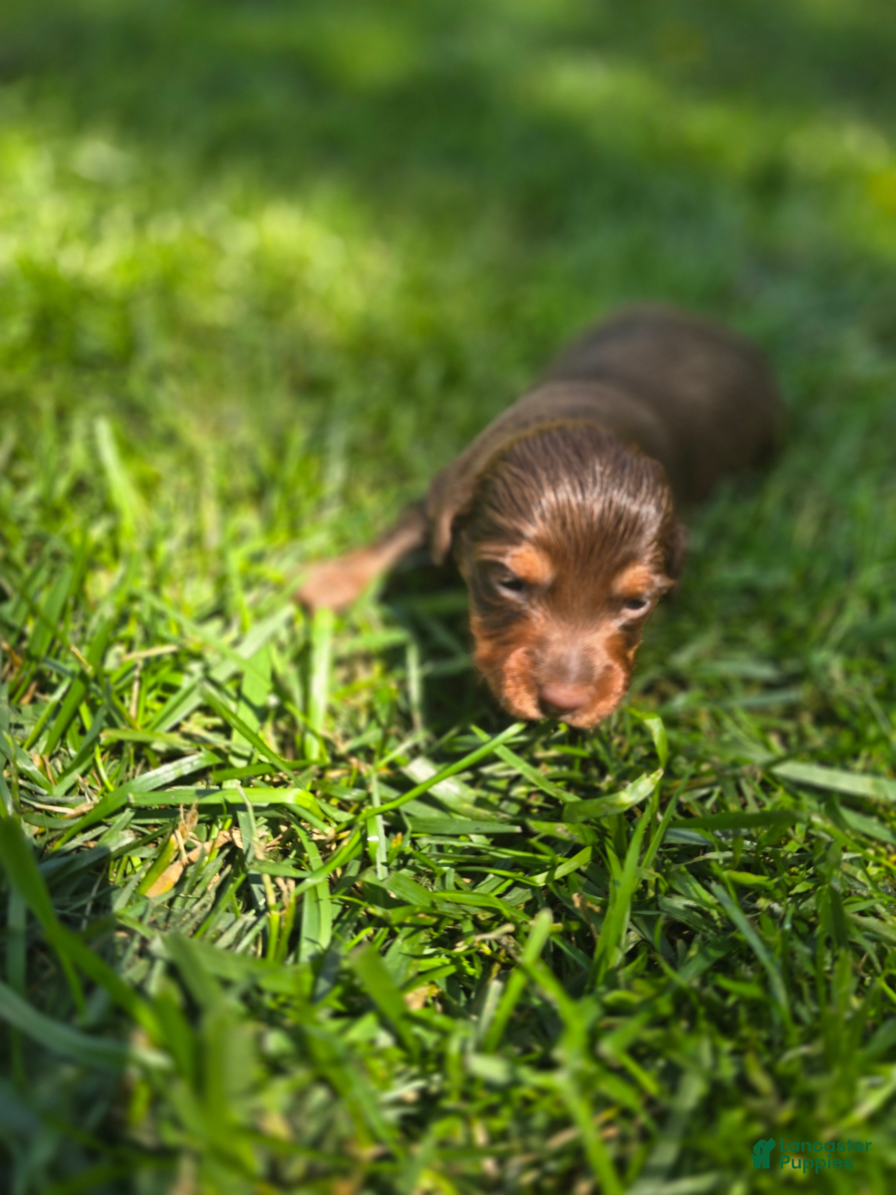 Mixed Breed dogs for sale: Maple - Ad 5