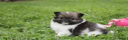 Pomeranian dogs for sale: Juno - Ad 8