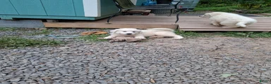 Great Pyrenees 7