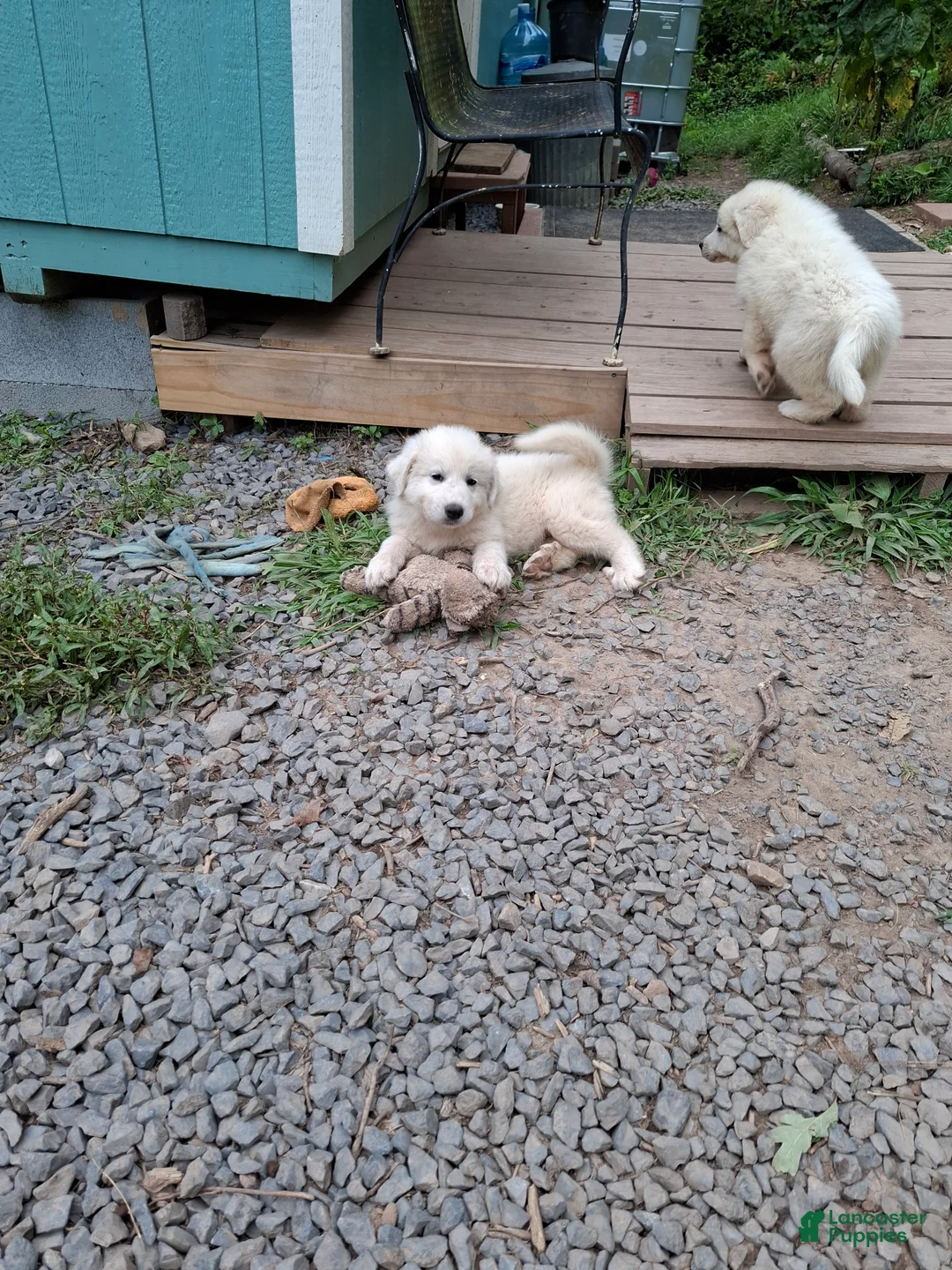 Great Pyrenees dogs for sale: Great Pyrenees 7 - Ad 1