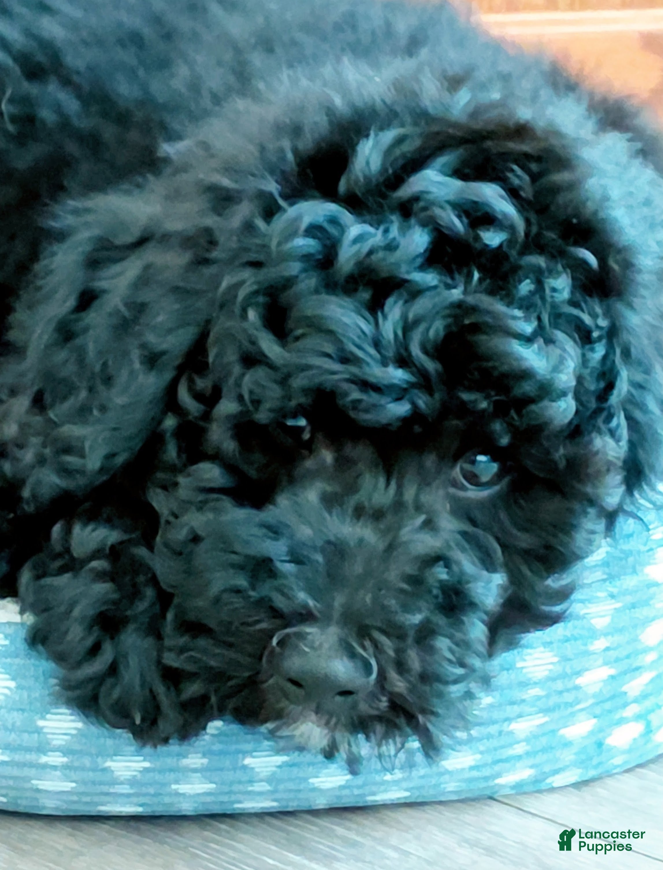 Mini Goldendoodle dogs Mini Goldendoodle JUNIOR - Ad 2