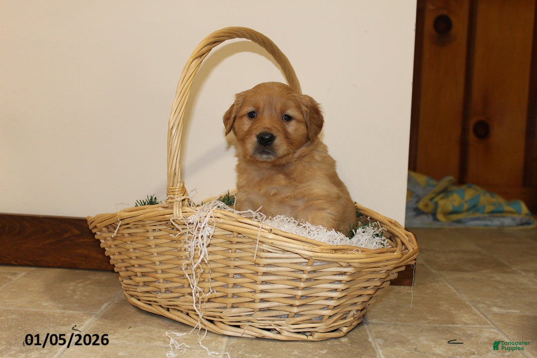Golden Retriever dogs for sale: Sage - Ad 3