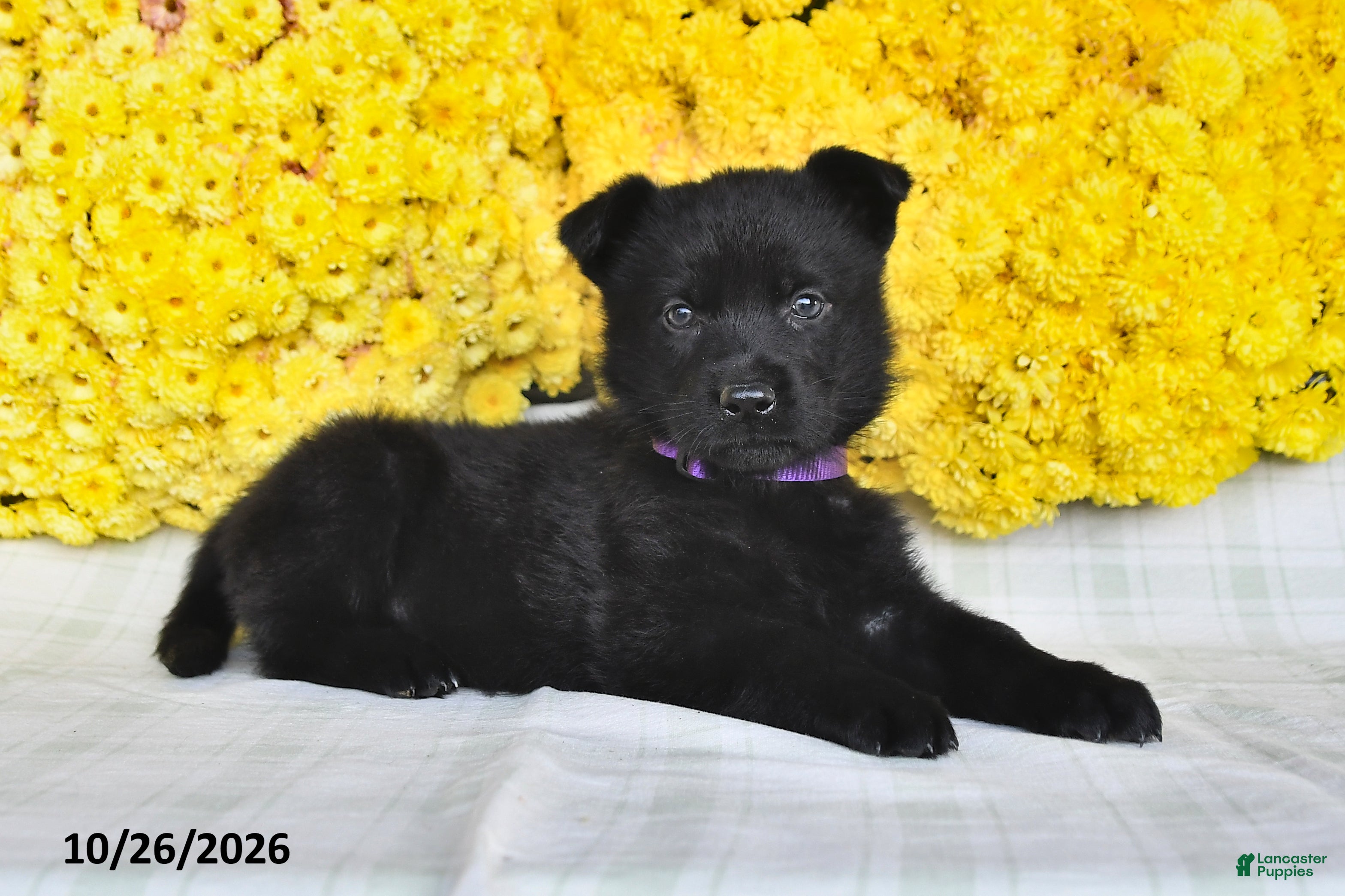 German Shepherd dogs for sale: Oakley - Ad 2
