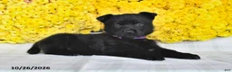 German Shepherd dogs for sale: Oakley - Ad 2