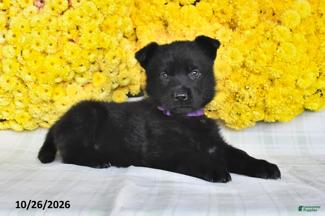 German Shepherd dogs for sale: Oakley - Ad 2