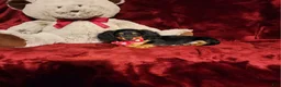 Miniature Dachshund dogs for sale: EMBERLY - Ad 4