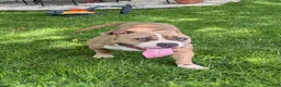 American Bully dogs for sale: sonya - Ad 3