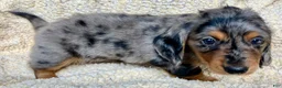 Miniature Dachshund dogs for sale: PARMESAN, PARMESAN, PARMESAN!! - Ad 10