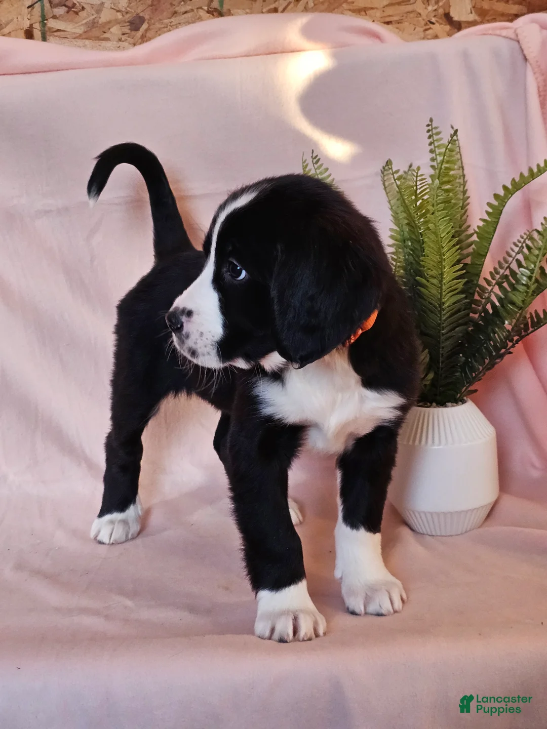 Mixed Breed dogs for sale: Hazel - Ad 4