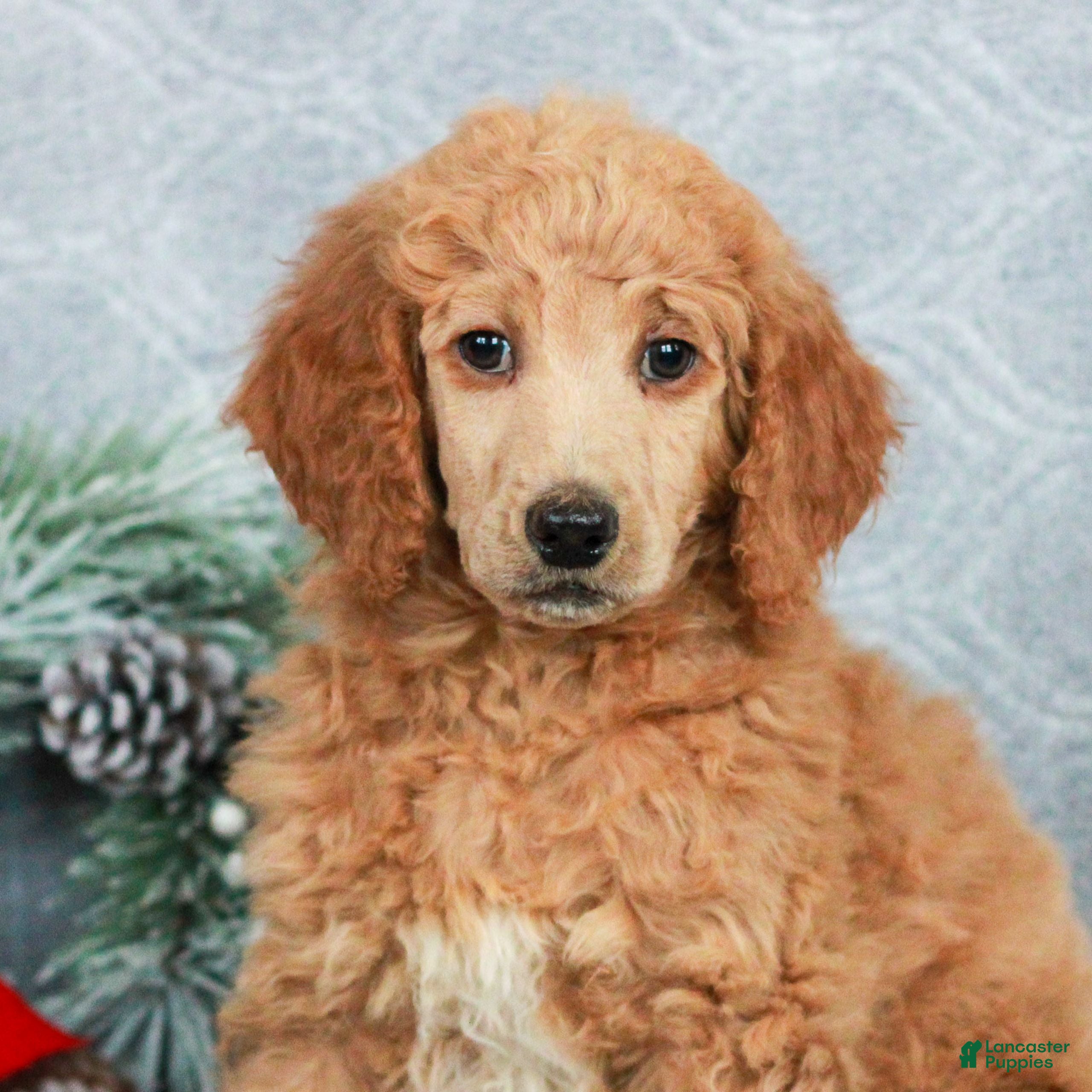 Standard Poodle dogs Penny - Ad 23