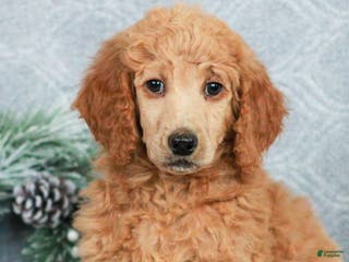 Standard Poodle dogs Penny - Ad 5