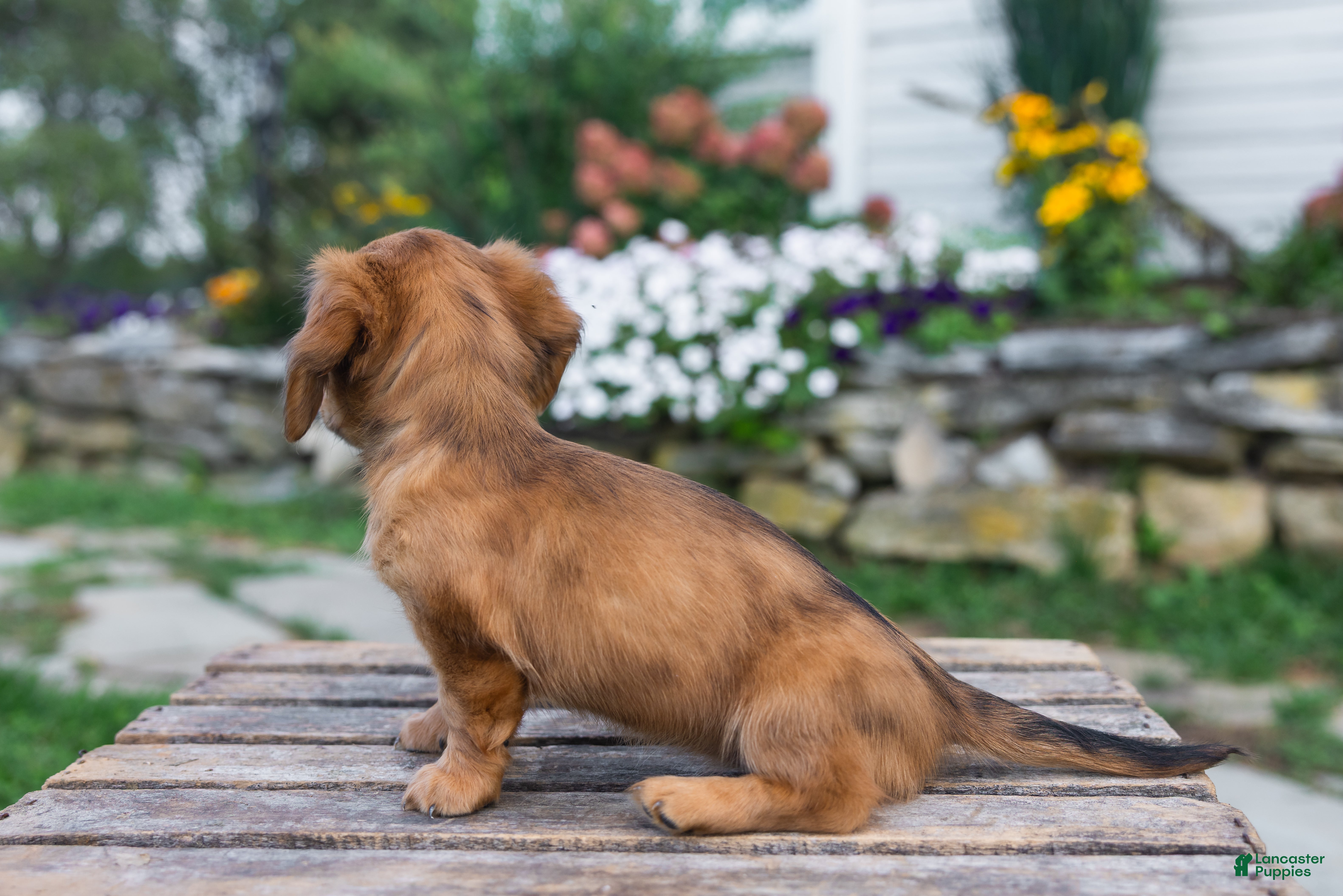Miniature Dachshund dogs Honey - Ad 2