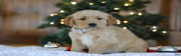 Golden Retriever dogs for sale: Dash - Ad 3