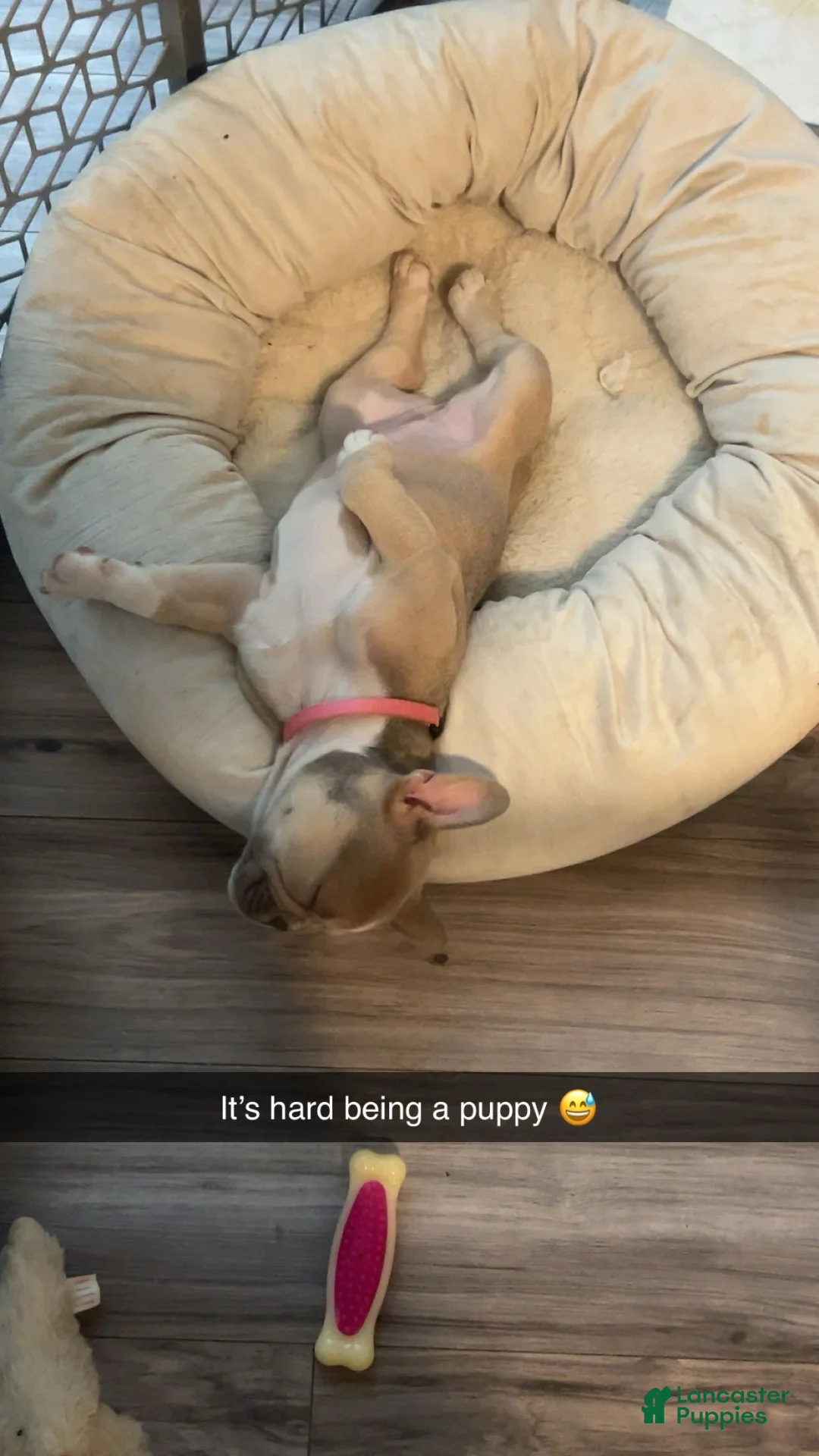 French Bulldog dogs for sale: Lola - Ad 2