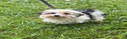 Morkie dogs for sale: Teddy - Ad 8