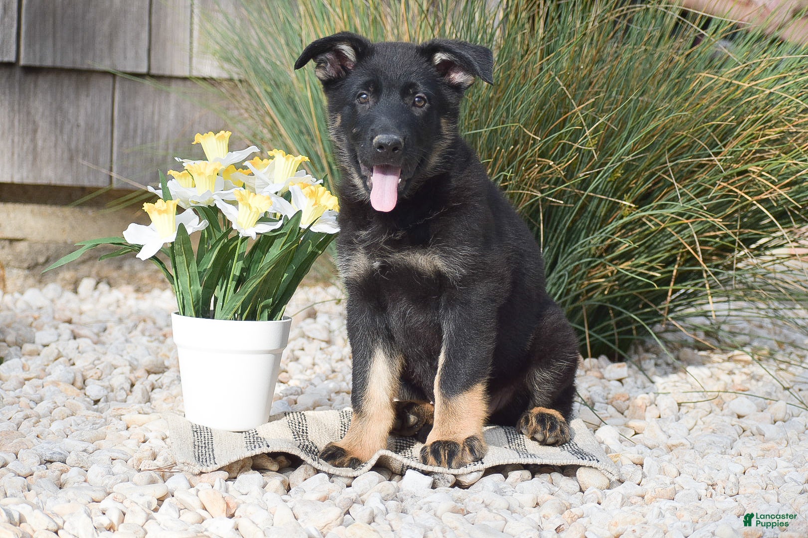 German Shepherd dogs Cash - Ad 1