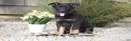 German Shepherd dogs for sale: Cash - Ad 1