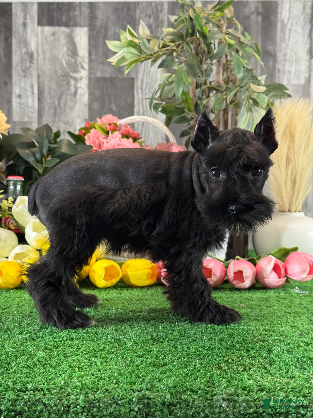 Miniature Schnauzer dogs for sale: Kiki - Ad 5