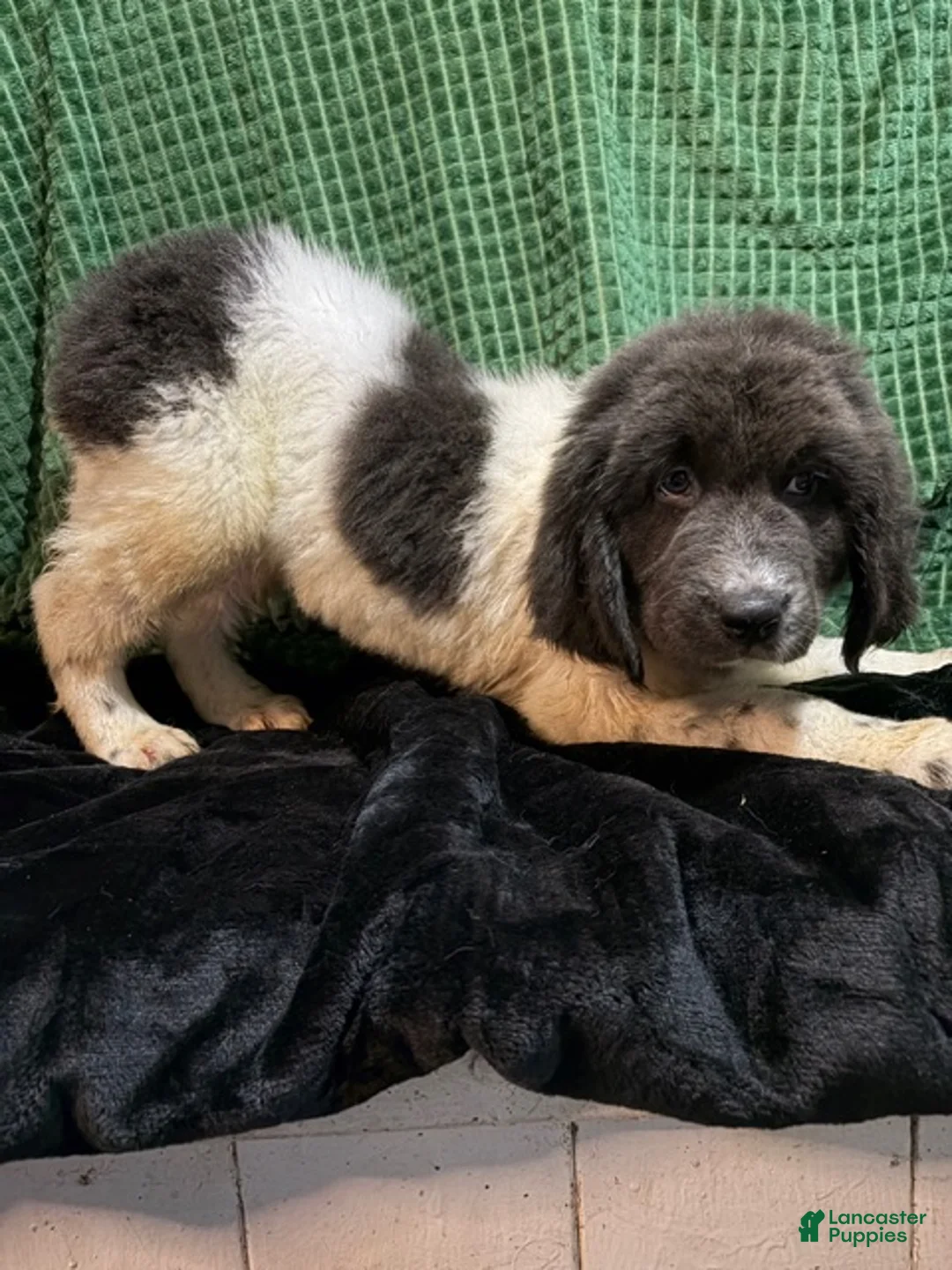 Newfoundland dogs for sale: Purple Collar Female - Ad 3