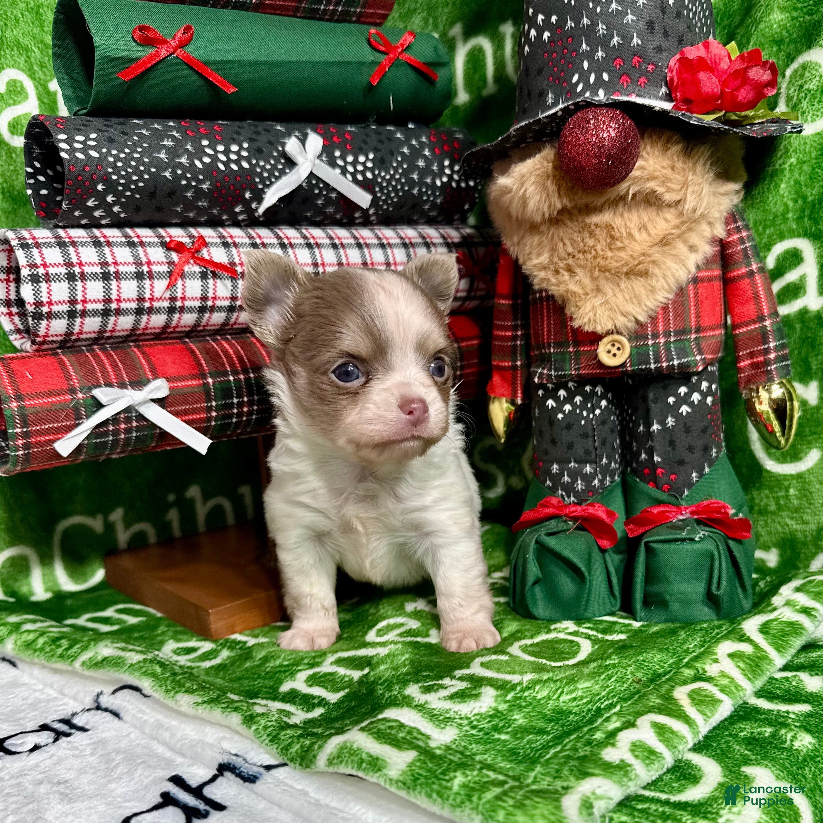 Chihuahua dogs Tiny Izzy Lavender LC - Ad 16