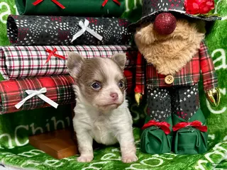 Chihuahua dogs Tiny Izzy Lavender LC - Ad 4