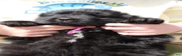 Newfoundland dogs for sale: Katydid - Ad 3
