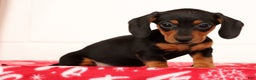 Miniature Dachshund dogs for sale: Gretta - Ad 6