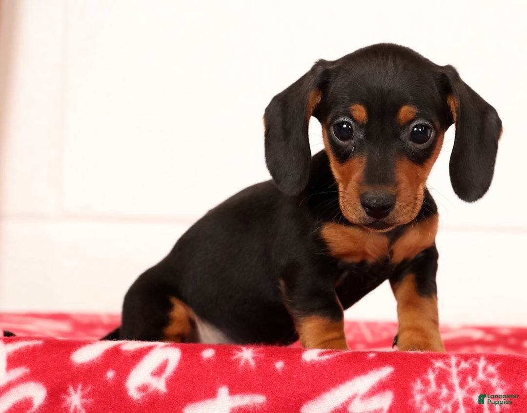 Miniature Dachshund dogs for sale: Gretta - Ad 6