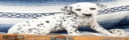 Dalmatian dogs for sale: Brittney - Ad 5
