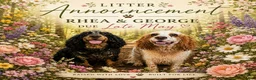 English Springer Spaniel dogs for sale: Penny - Ad 2