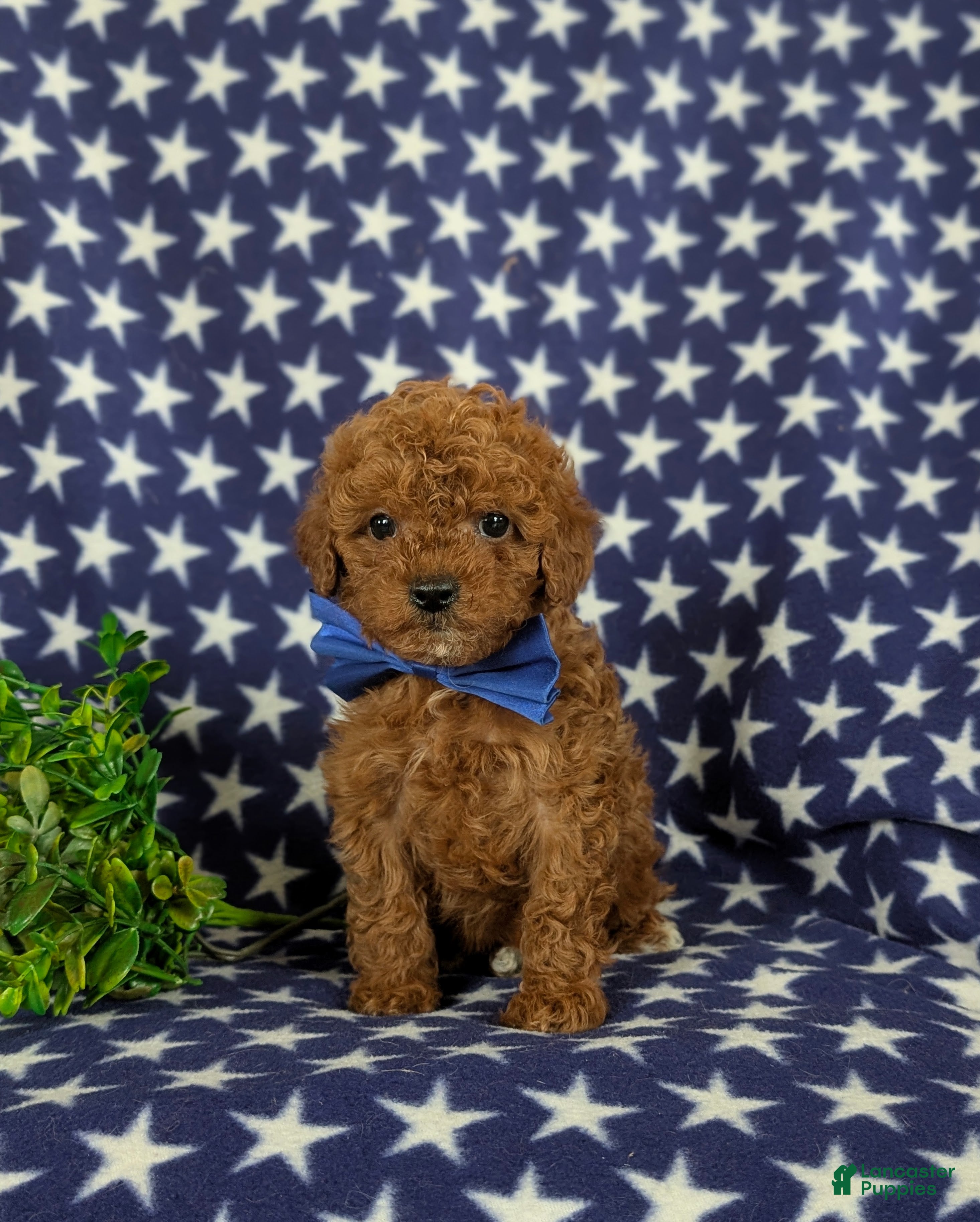 Cavapoo dogs Ewing 9 lbs Full Grown - Ad 2