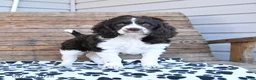 Mixed Breed dogs for sale: Patches - Ad 14