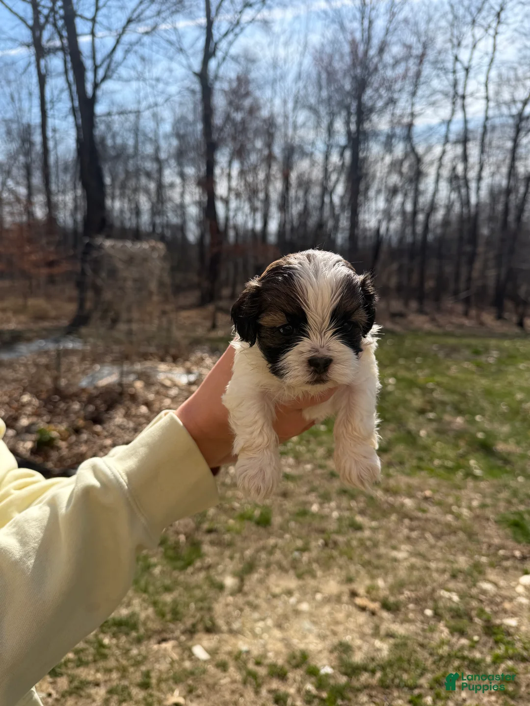 Shih Tzu dogs for sale: Shih Tzu Puppy 3 - Ad 1