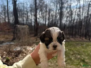 Shih Tzu dogs for sale: Shih Tzu Puppy 3 - Ad 2
