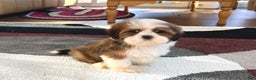 Lhasa Apso dogs for sale: Milo - Ad 2