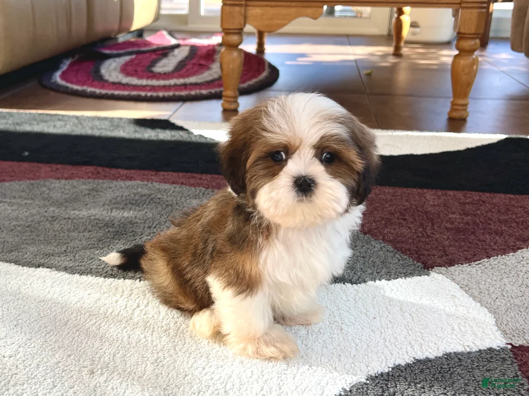 Lhasa Apso dogs for sale: Milo - Ad 2
