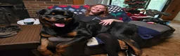Rottweiler dogs for sale: Rottweiler 2 - Ad 6