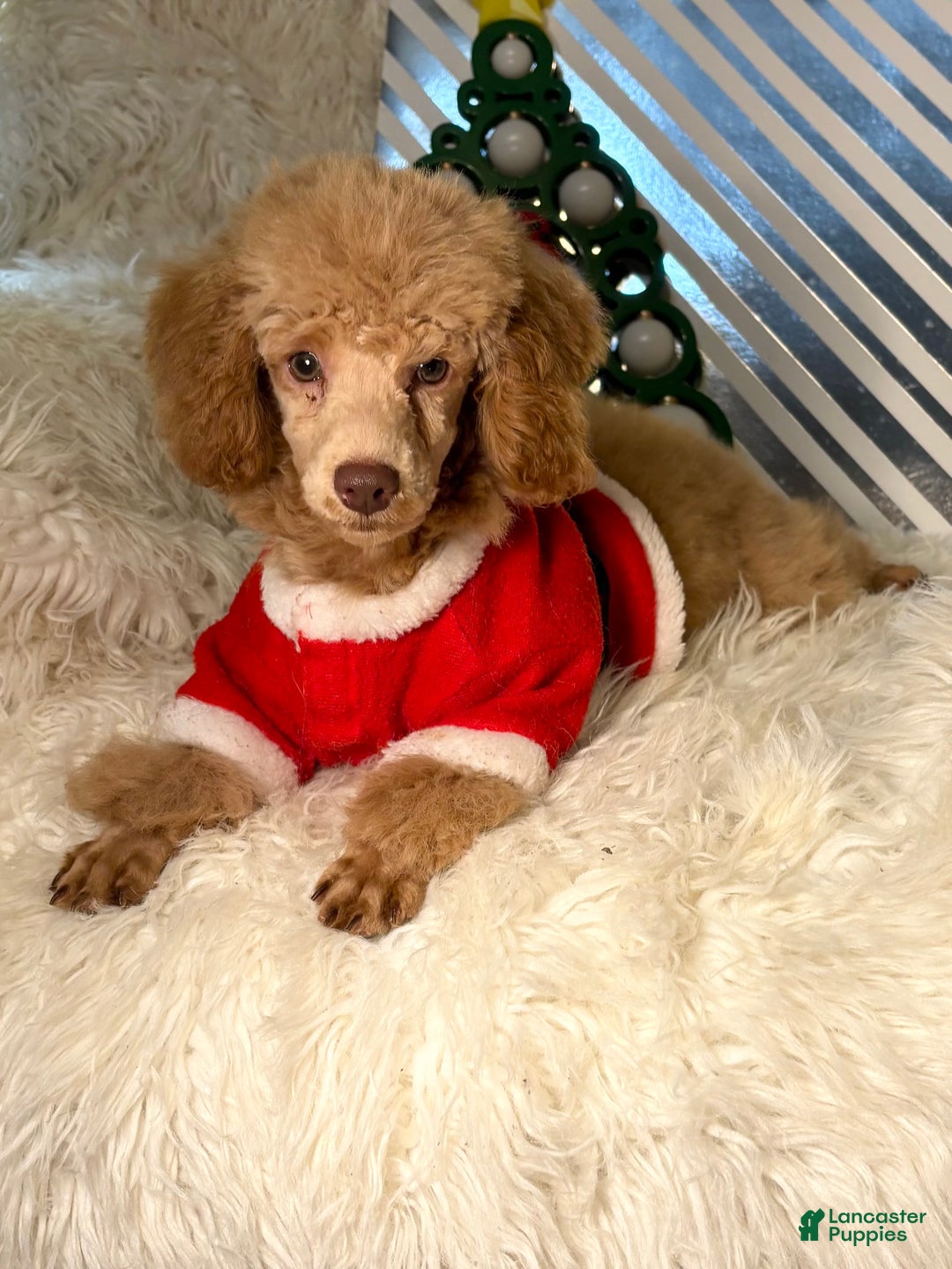 Toy Poodle dogs for sale: Yogi - Ad 1