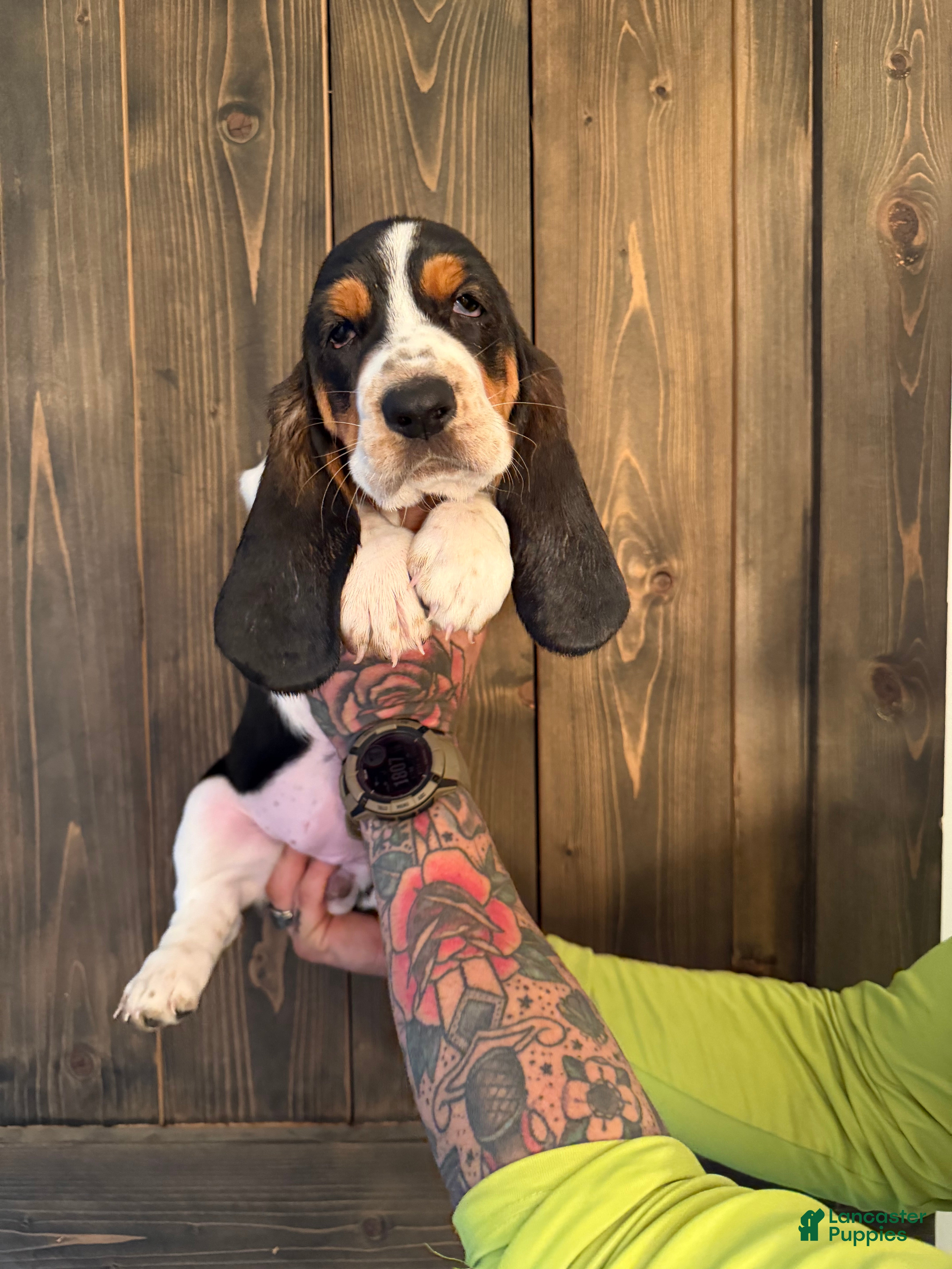 Basset Hound dogs Wynonna - Ad 12