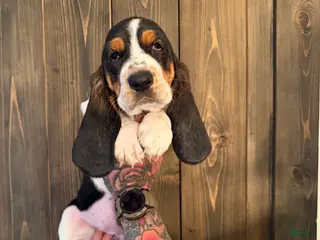 Basset Hound dogs Wynonna - Ad 12