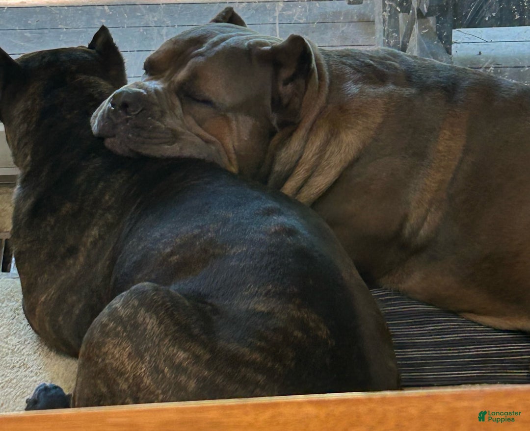 Cane Corso dogs for sale: Grey collar- male - Ad 4