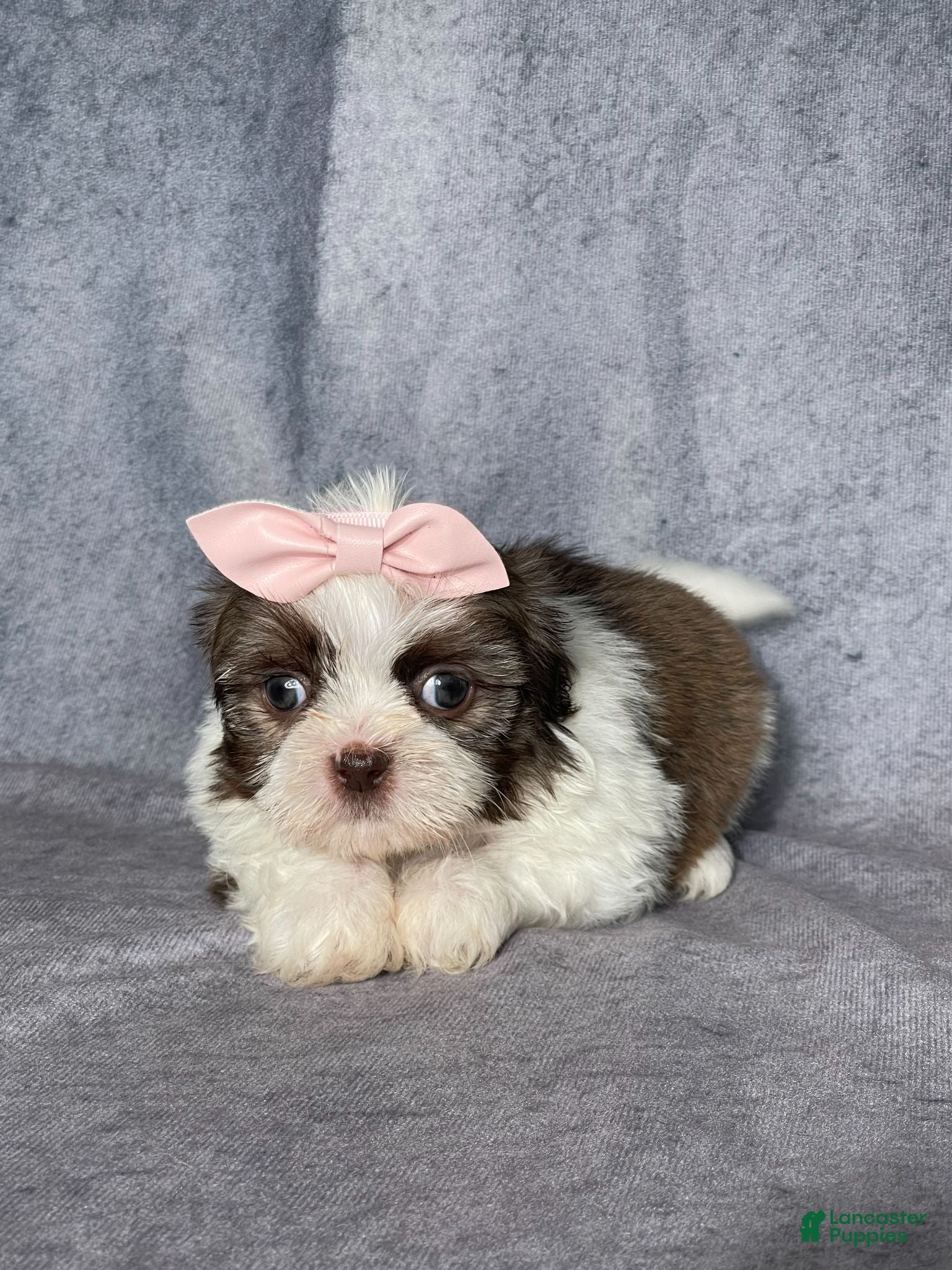 Shih Tzu dogs Hanna - Ad 2